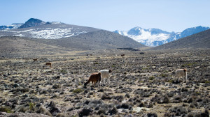 Ruta por Peru - Cañón del Colca