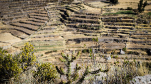 Ruta por Peru - Colca terrazas